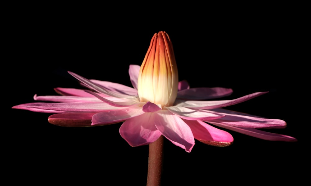 a pink and white flower on a black background