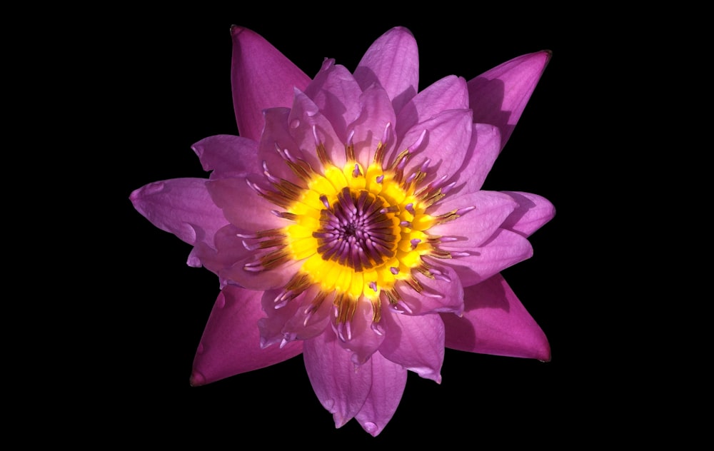 a purple flower with yellow center on a black background