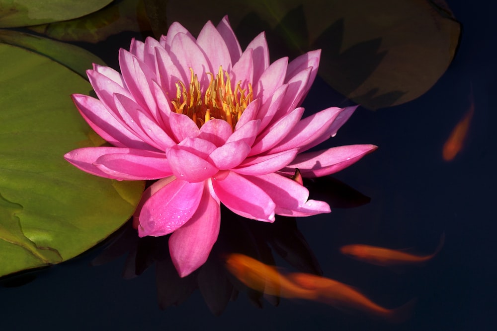 a pink water lily in a pond with goldfish