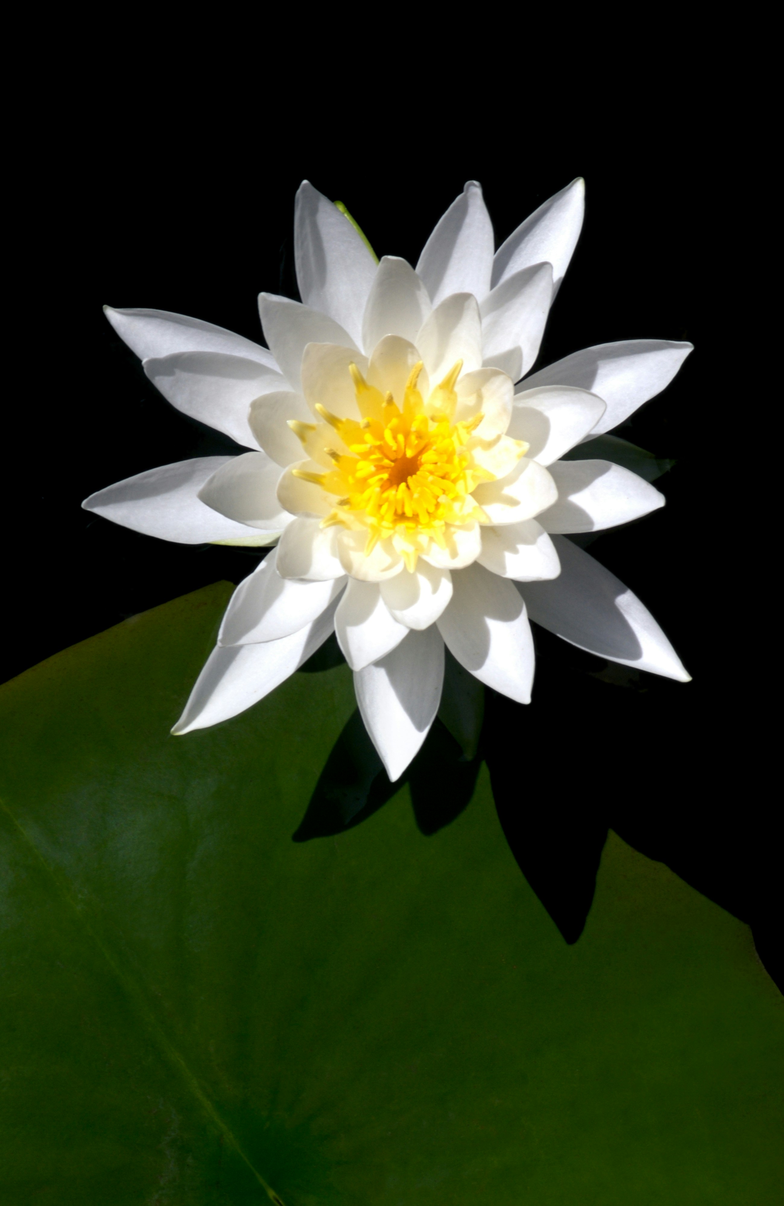 A white and yellow flower sitting on top of a green leaf photo – Free ...