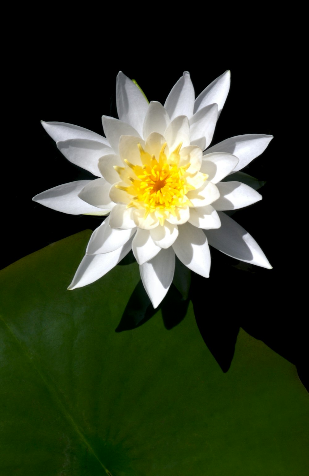 a white and yellow flower sitting on top of a green leaf