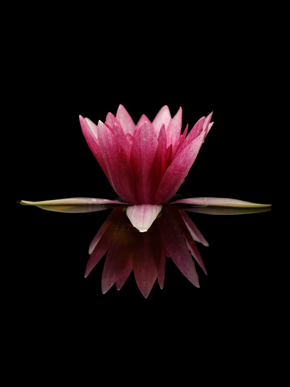 a large pink flower sitting on top of a body of water