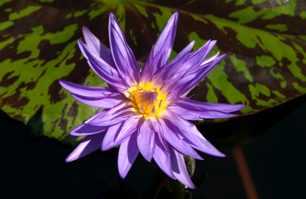 a purple flower with a yellow center sitting on top of a green leaf
