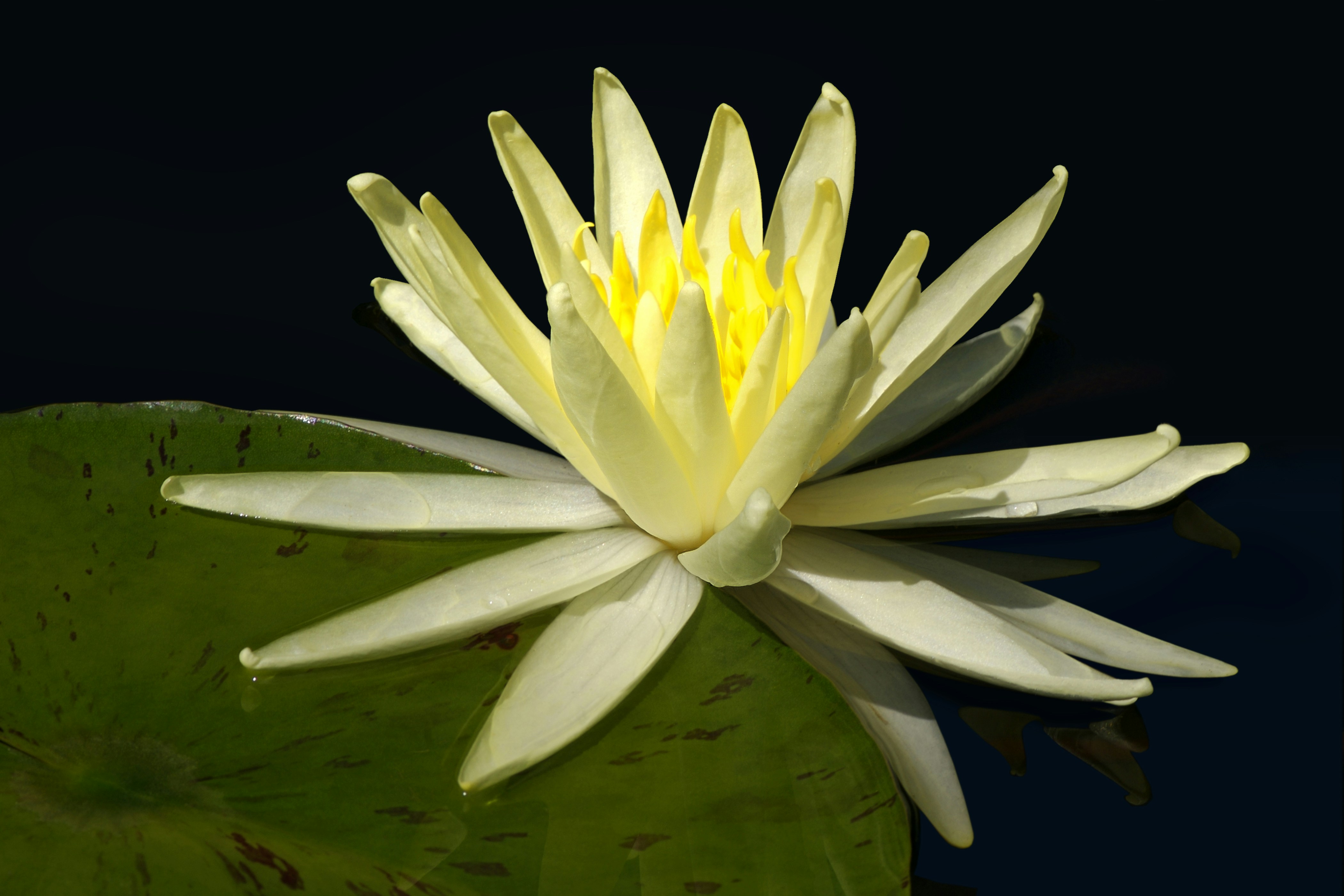 A white water lily in a pond with lily pads photo – Free Flower on ...