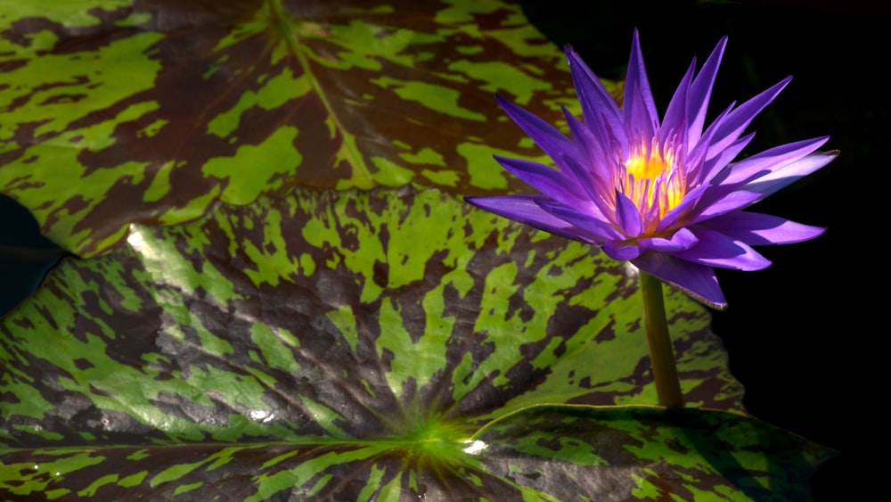 a purple flower sitting on top of a green leaf