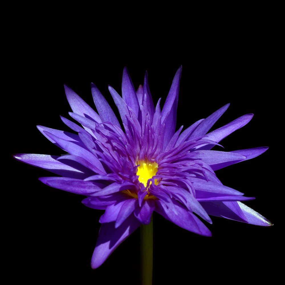 a purple flower with a yellow center on a black background