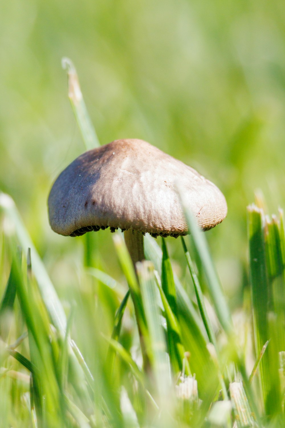 a mushroom sitting on top of a lush green field