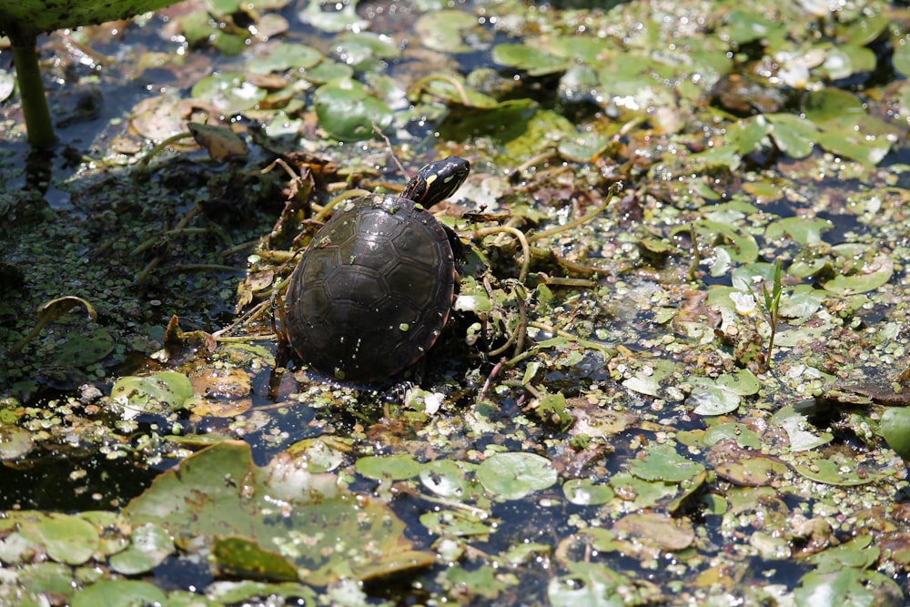 a turtle sitting on top of lily pads in a pond