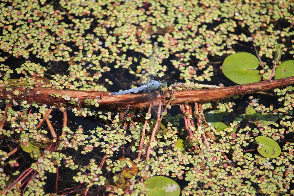 a blue bird is sitting on a branch in the water