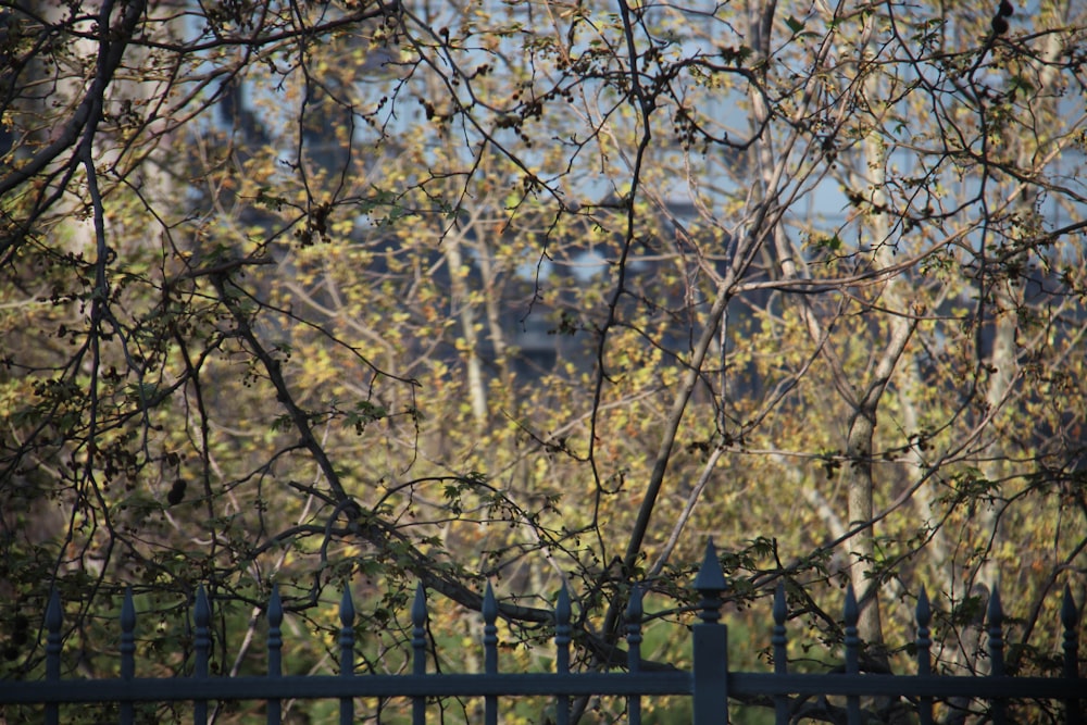 a bird sitting on a fence in front of a tree