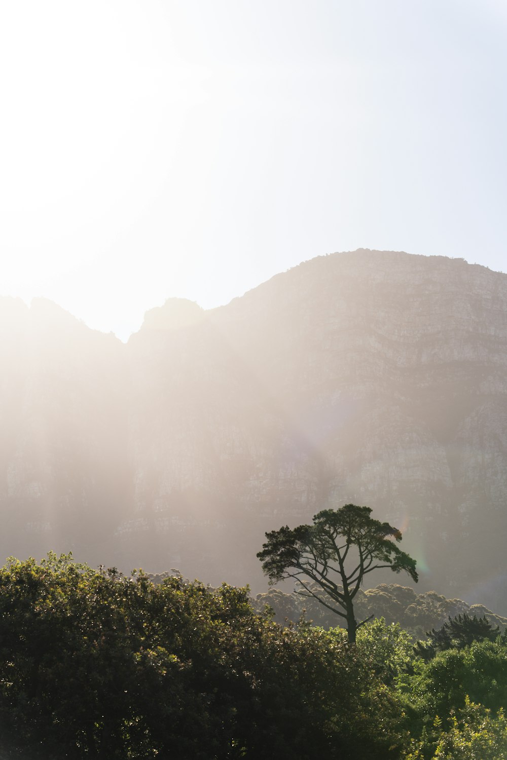 a lone tree in the foreground of a mountain range