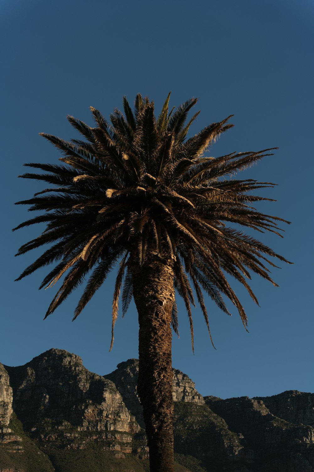 a palm tree with mountains in the background