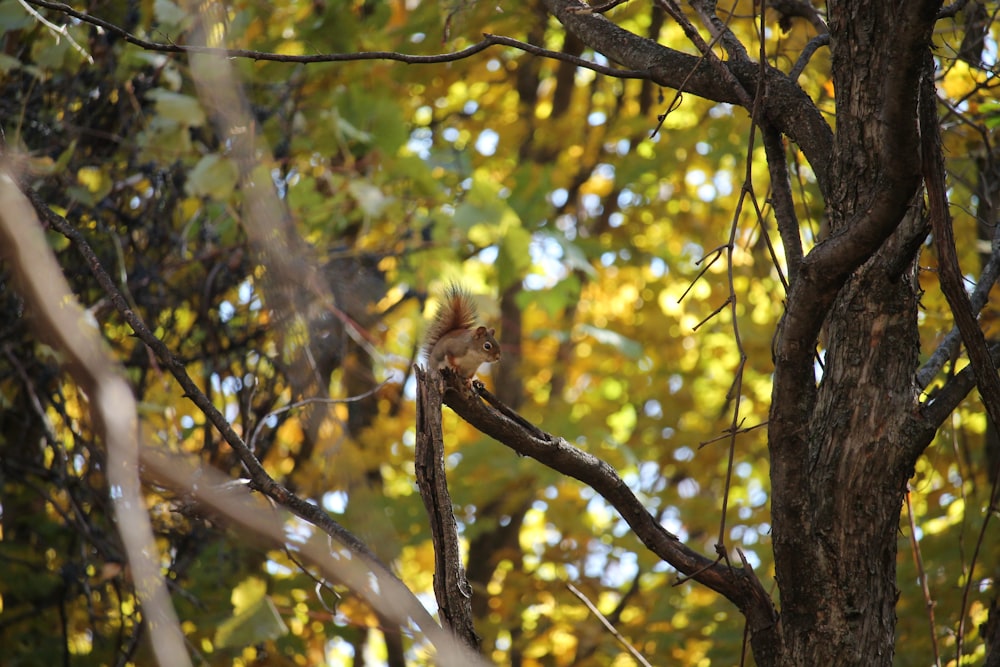 a squirrel is sitting on a tree branch