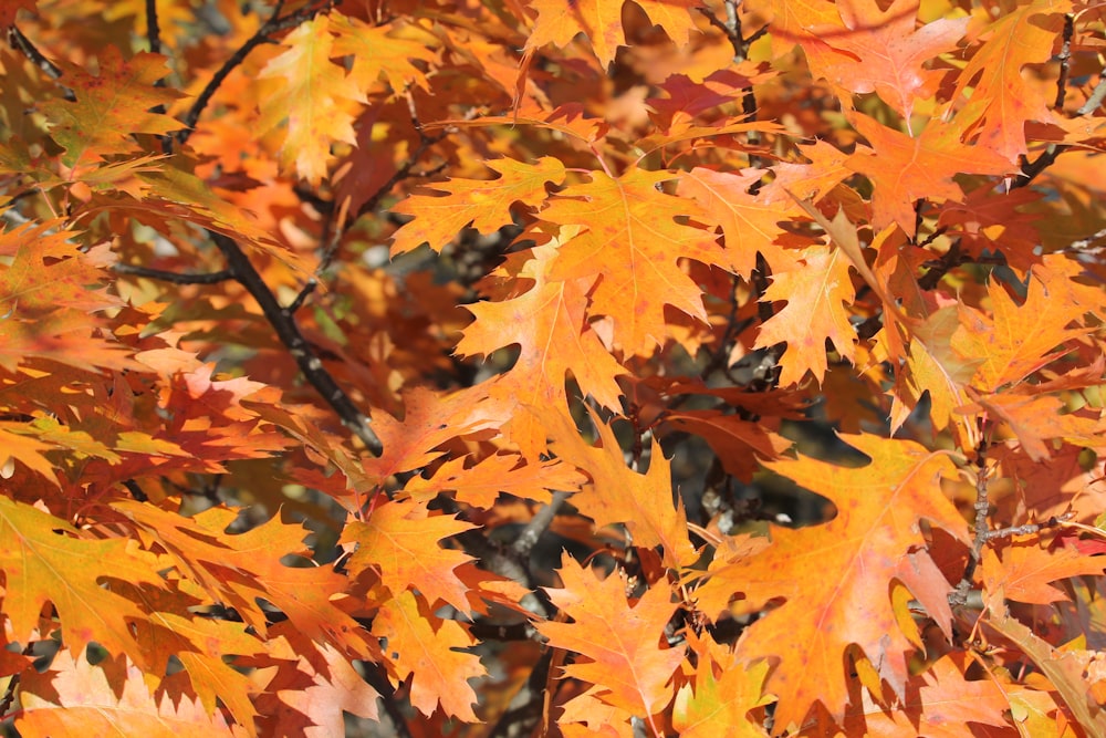 a bunch of leaves that are on a tree