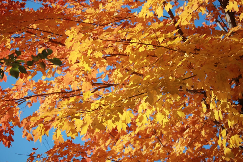 a tree with yellow and red leaves in the fall