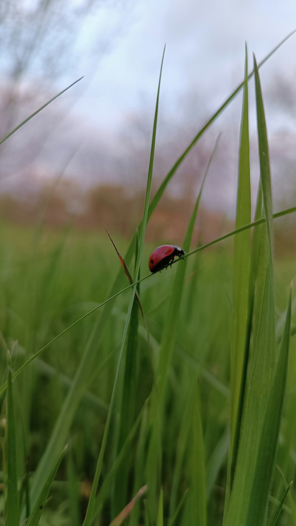 a red bug sitting on top of a green grass covered field