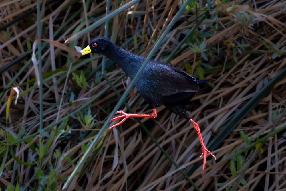 a black bird with a yellow beak is standing in the grass
