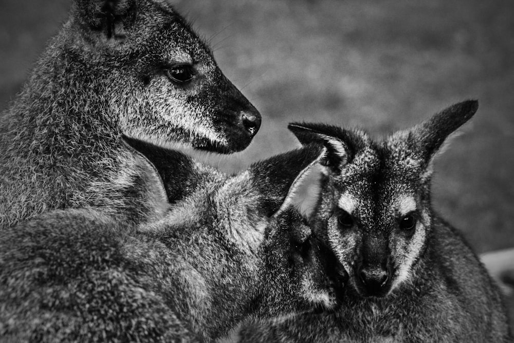 a black and white photo of two kangaroos