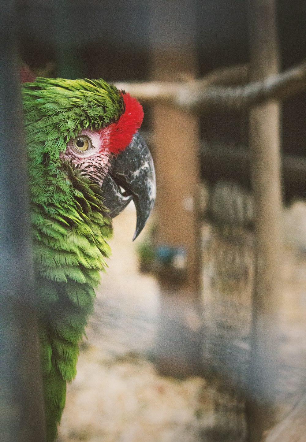 a green parrot with a red head in a cage