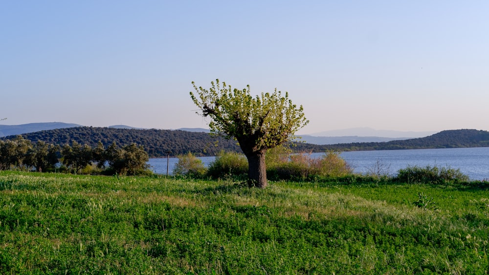 a lone tree in a grassy field next to a body of water