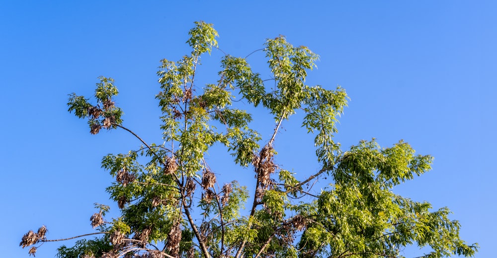 a tree with lots of leaves and a blue sky in the background