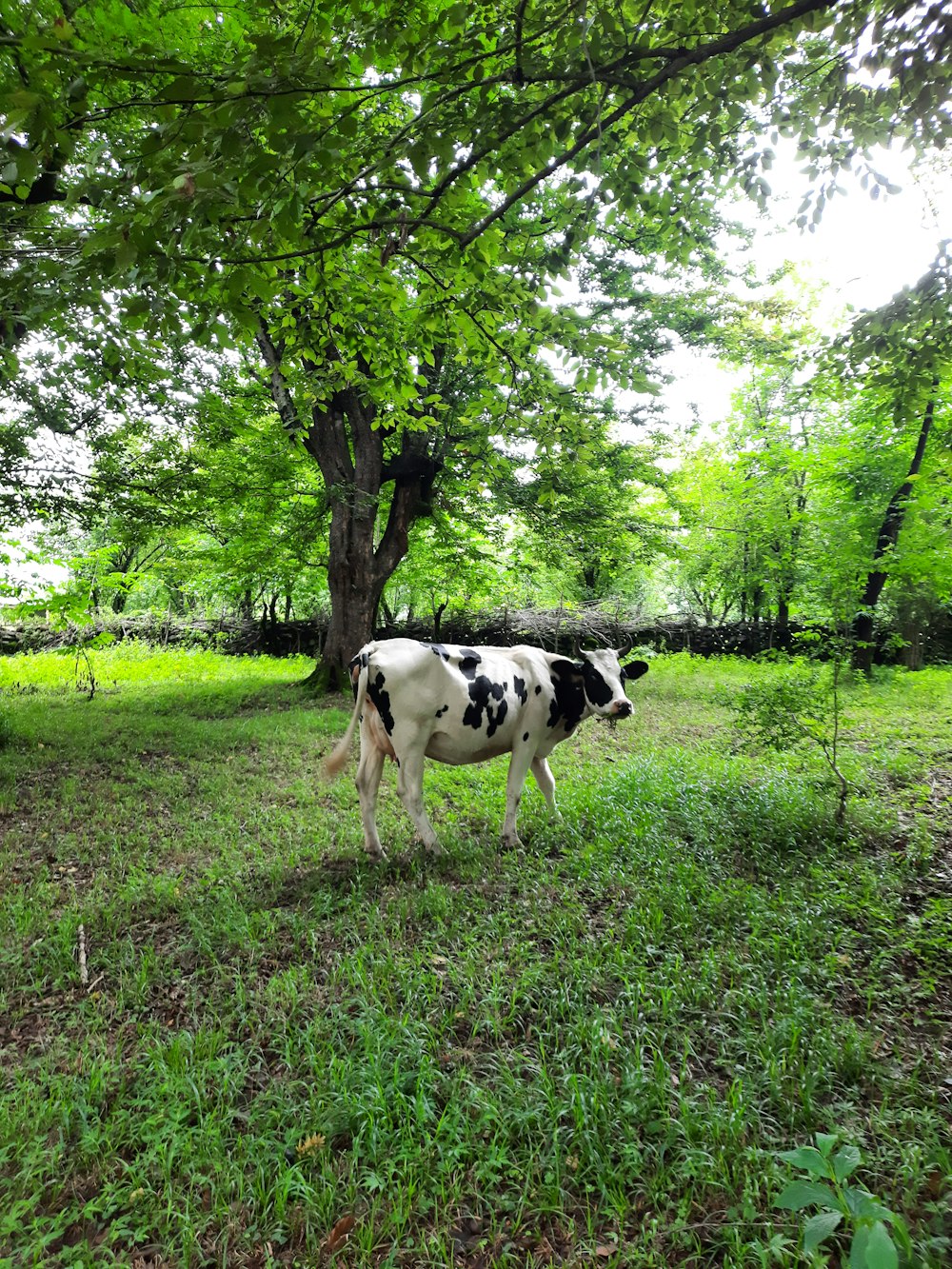 a black and white cow walking through a lush green field