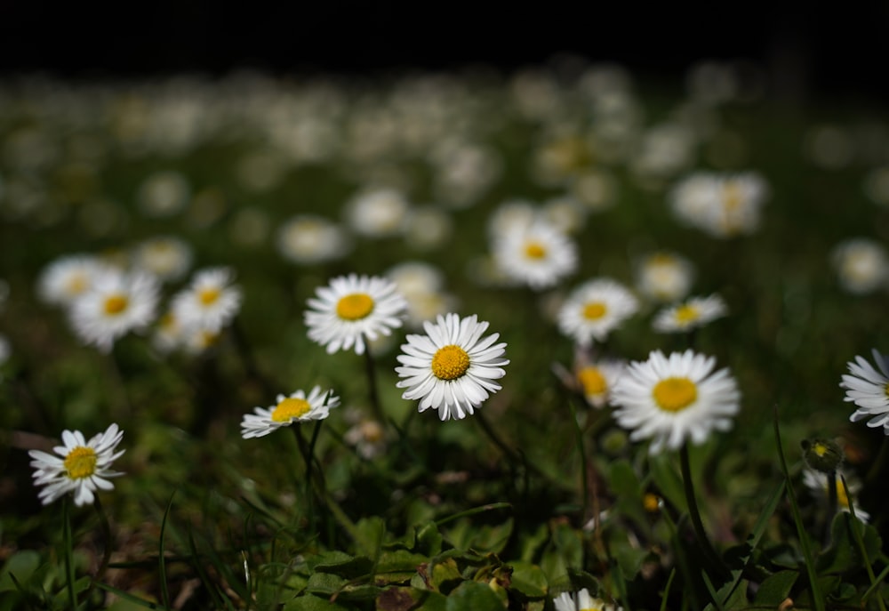 ein Feld voller weißer Gänseblümchen mit gelben Zentren