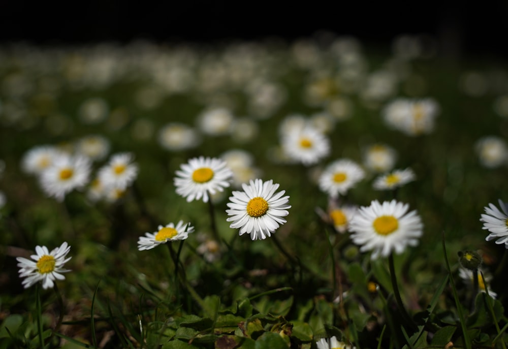 a field full of white daisies with yellow centers