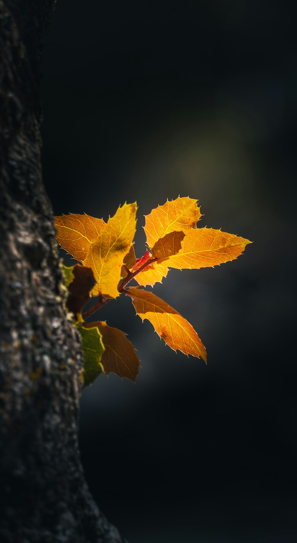 a yellow leaf on a tree trunk
