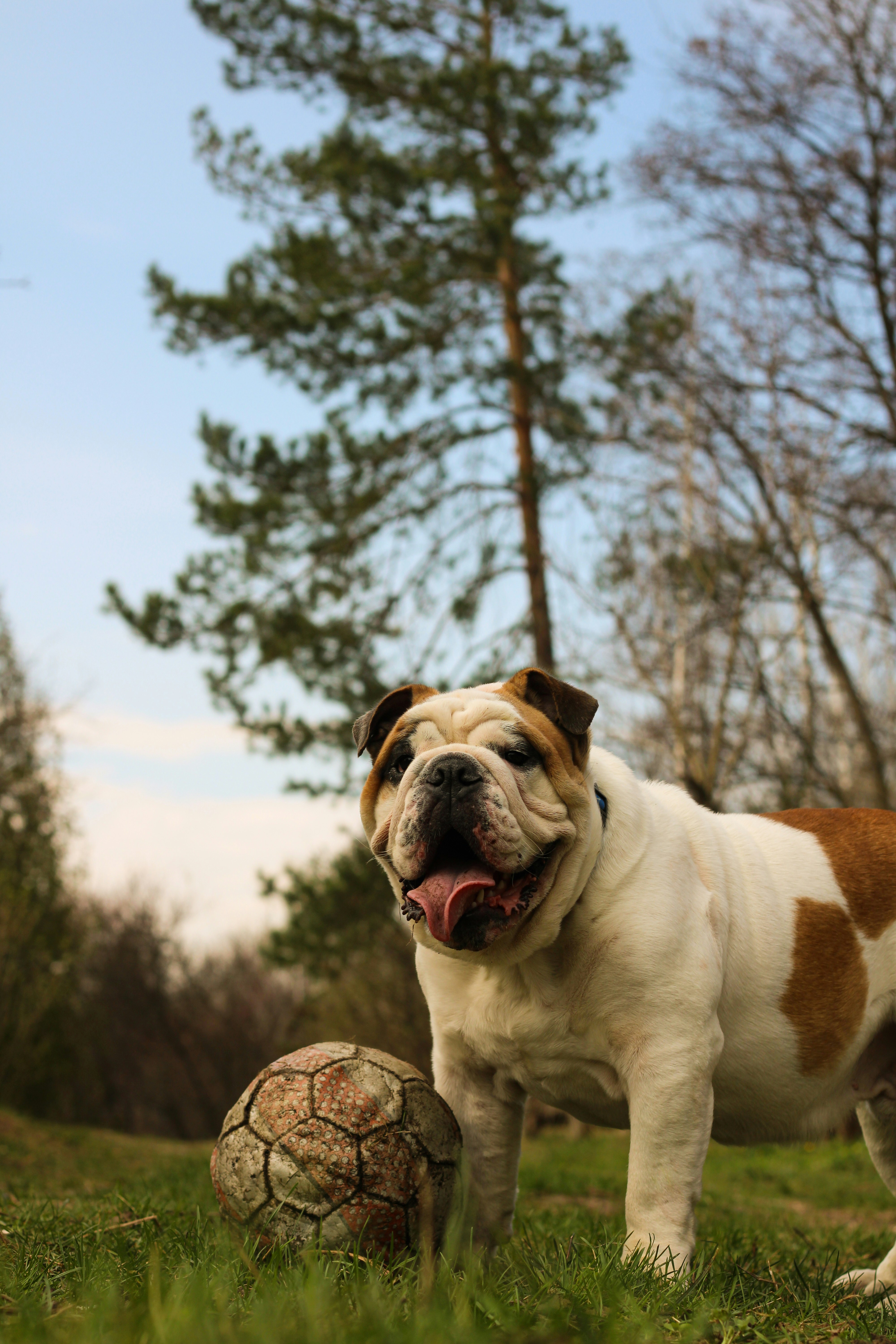 a brown and white dog standing next to a soccer ball