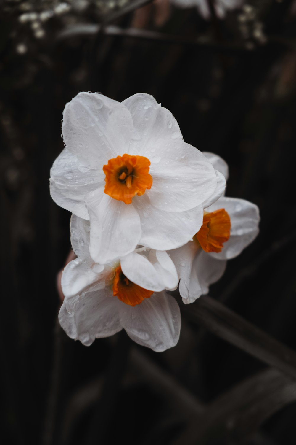 a close up of a white and orange flower