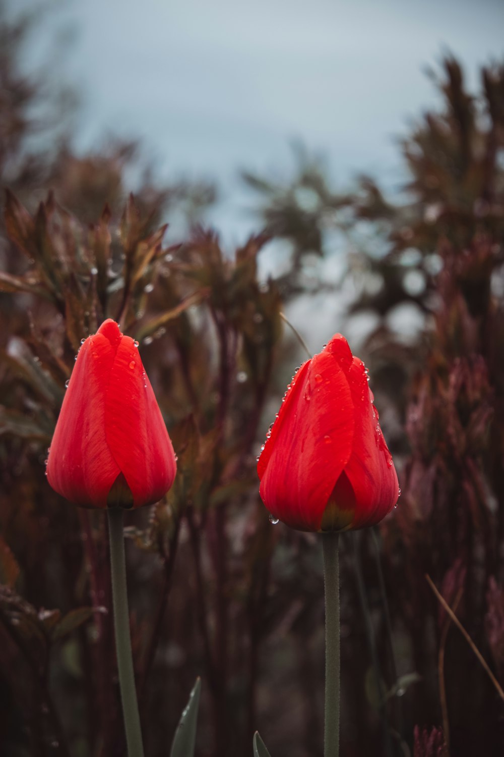 two red flowers with water droplets on them