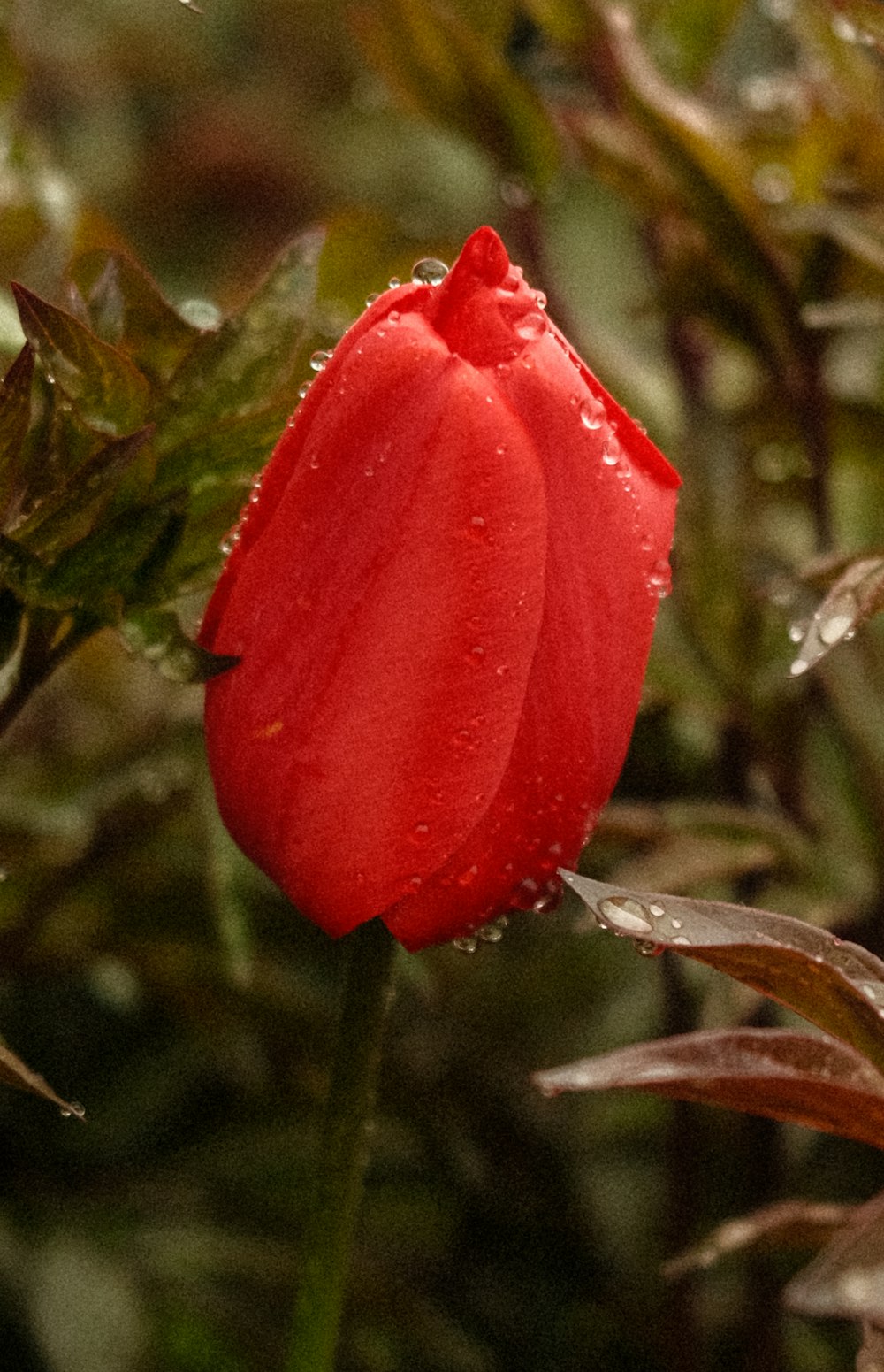 a red flower with water droplets on it