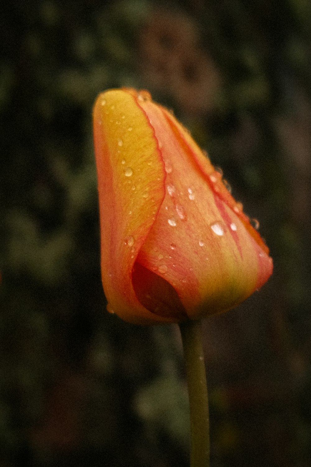 a single orange flower with water droplets on it