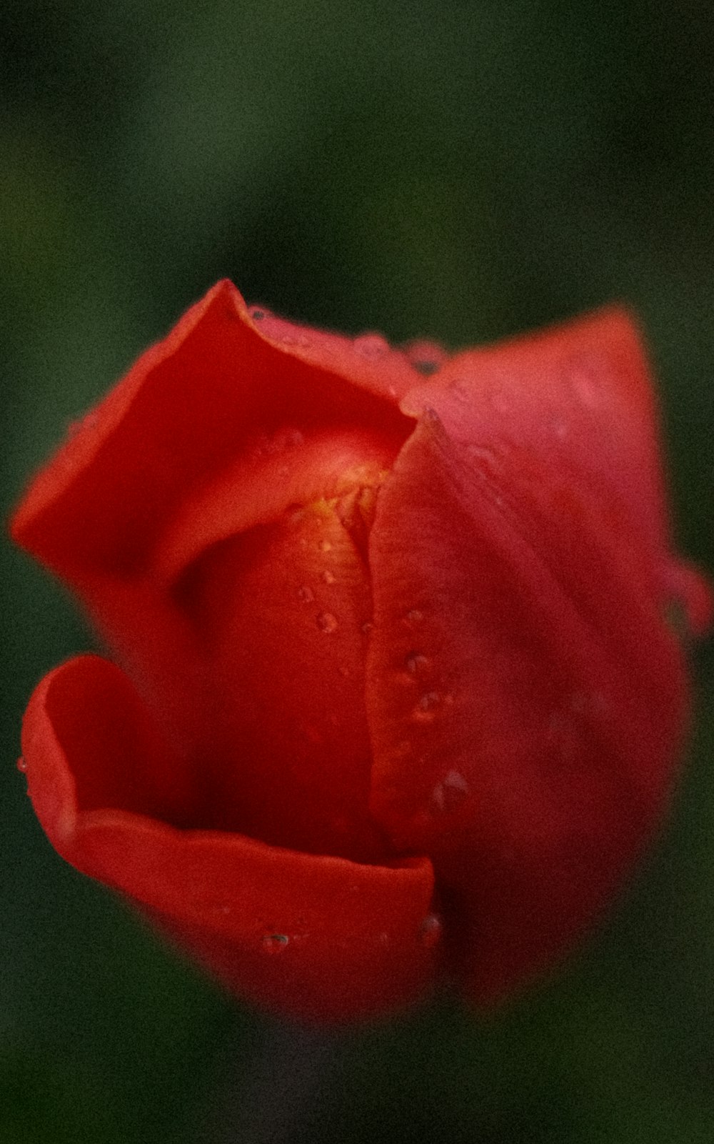 a red rose with water droplets on it