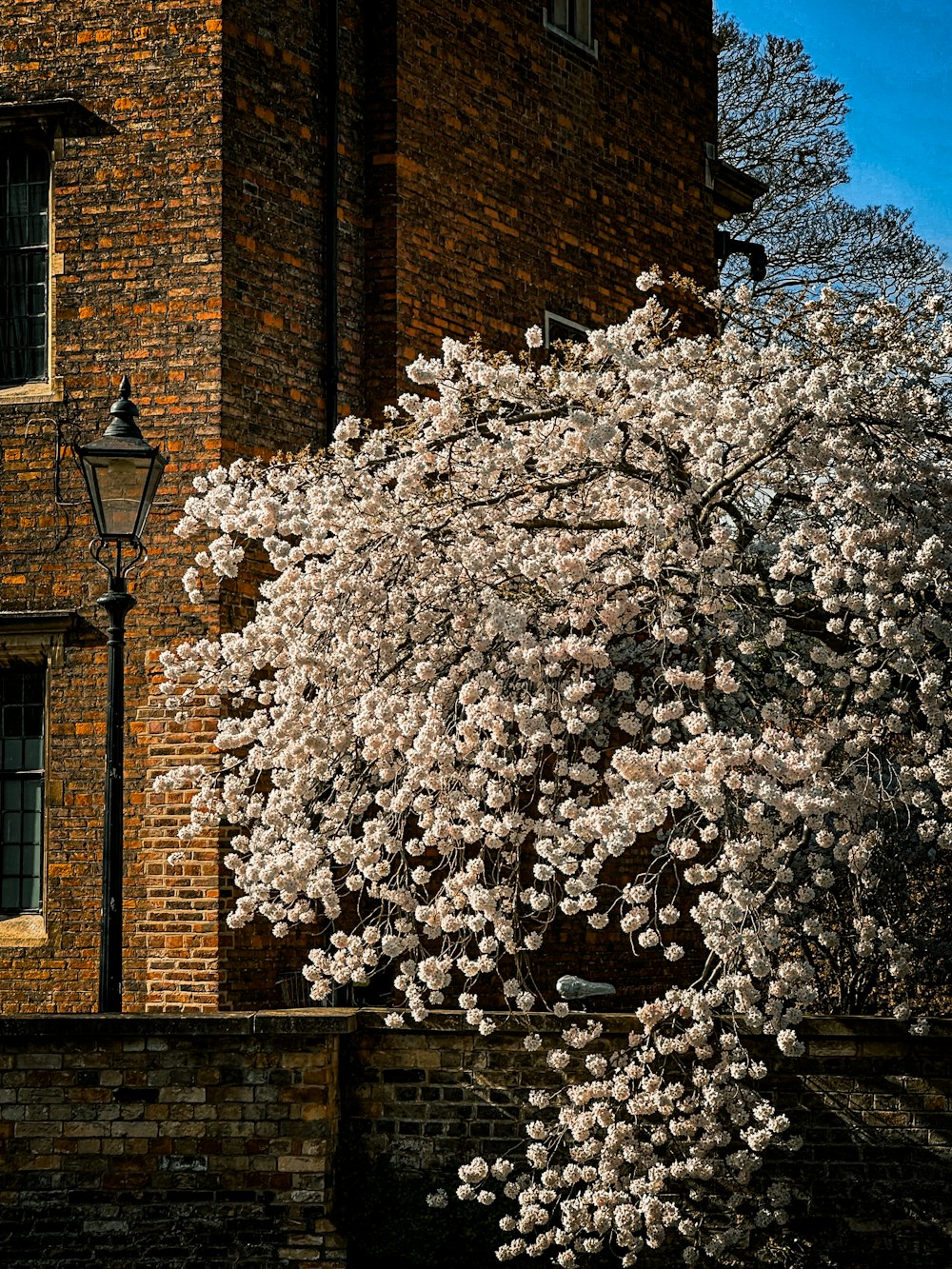 a tree in front of a brick building