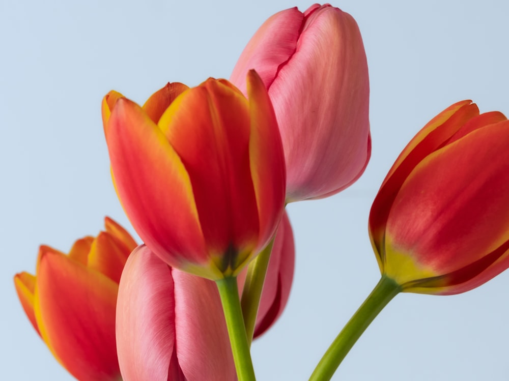 a close up of three pink flowers on a white background