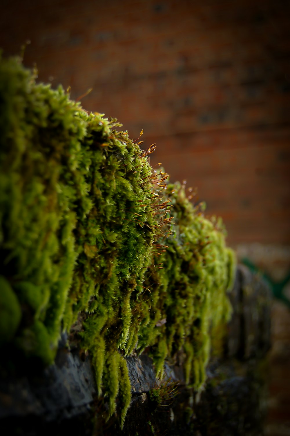 moss growing on the side of a brick wall