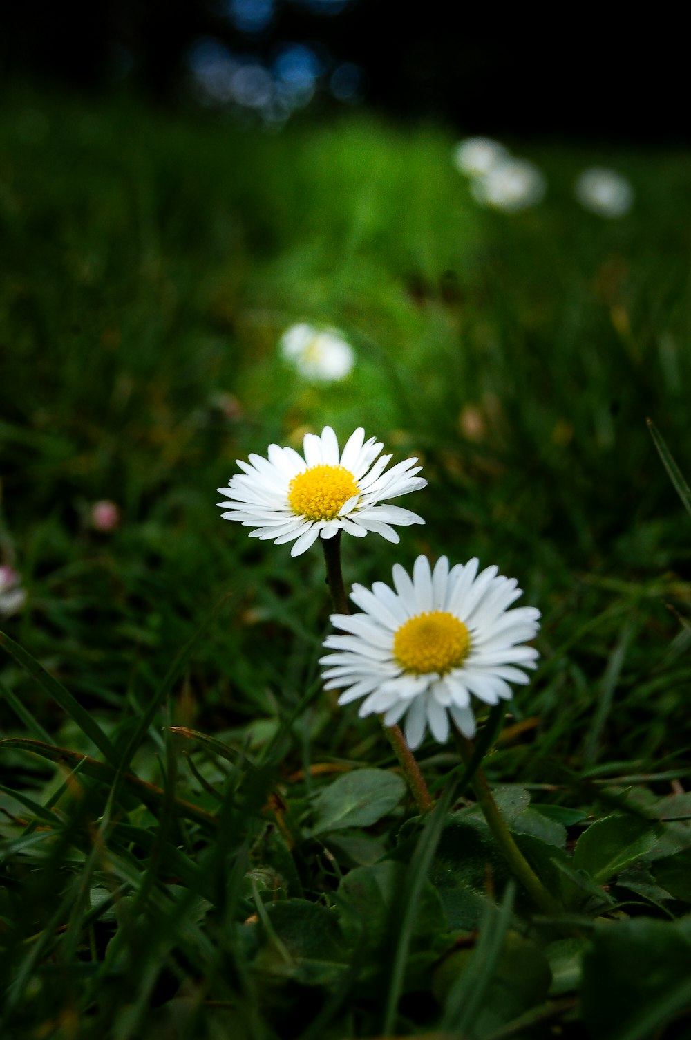 two daisies in the grass with a black background