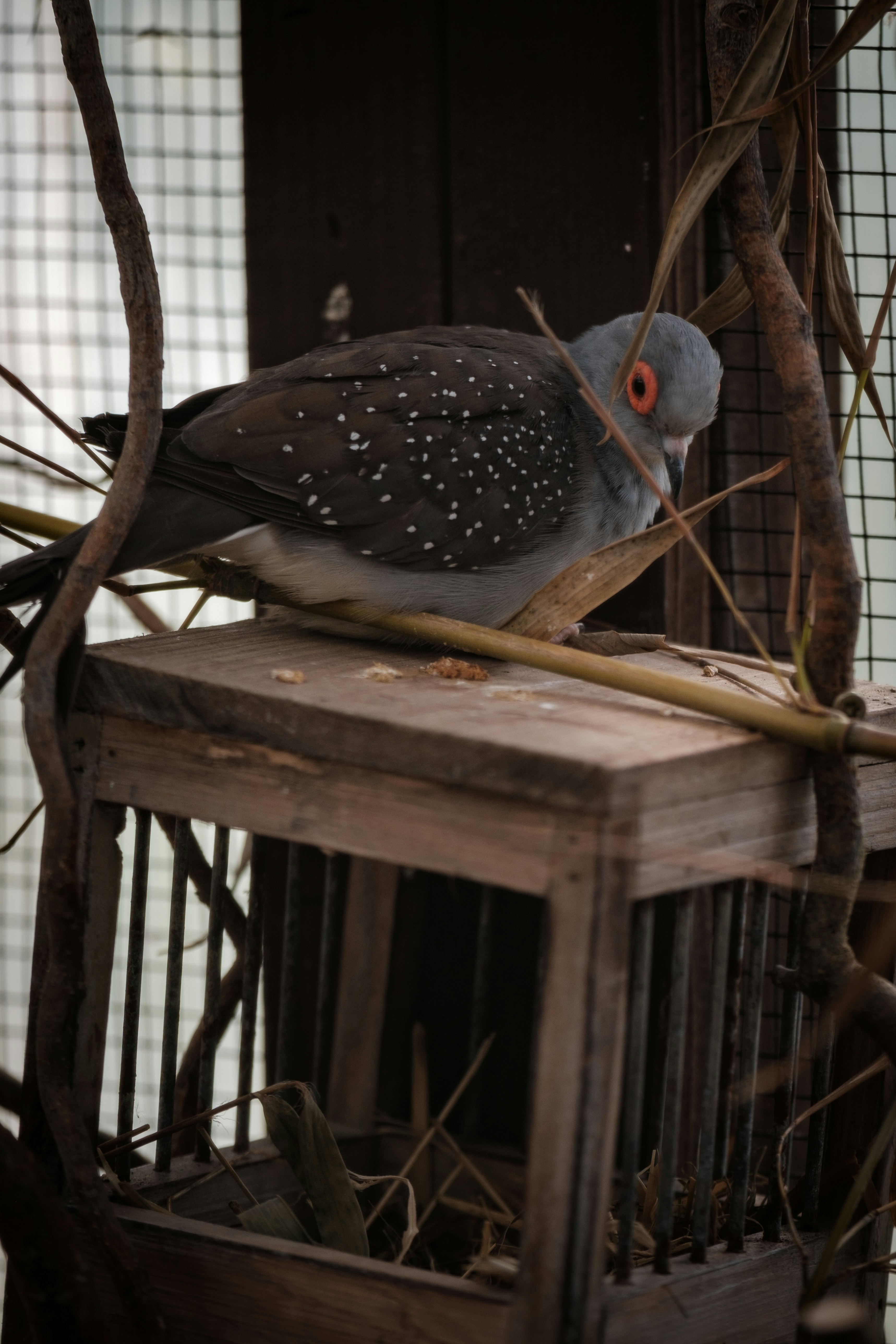 Photo by haberdoedas2