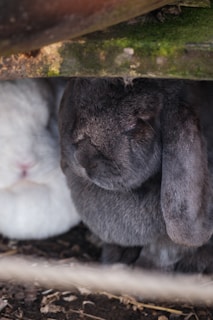 a couple of rabbits sitting under a wooden structure