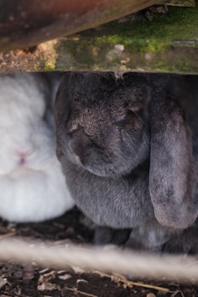 a couple of rabbits sitting under a wooden structure