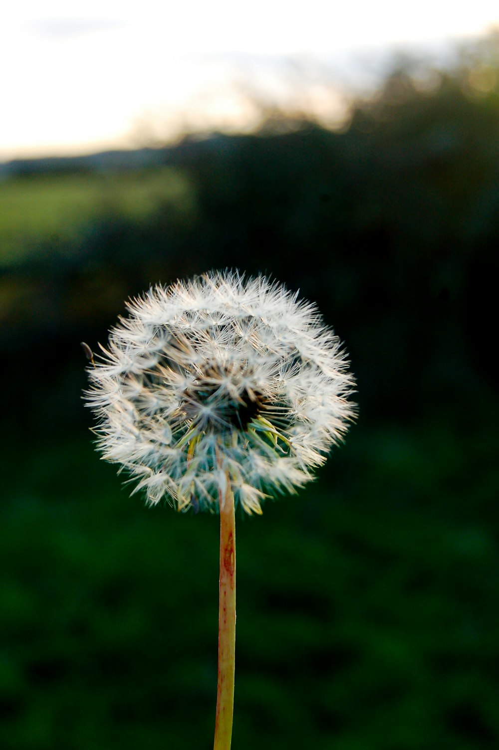 a dandelion with a blurry background in the foreground