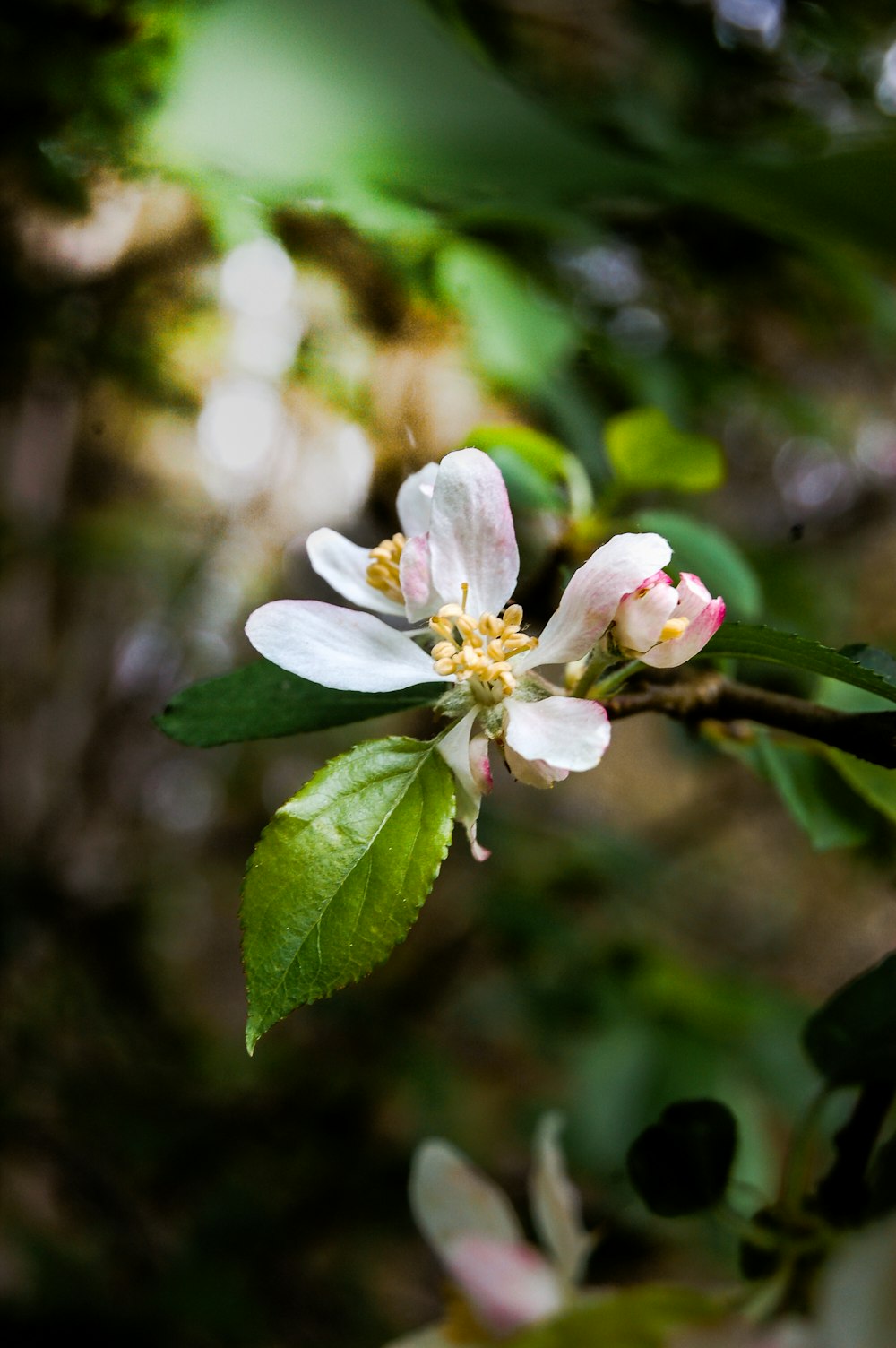 a small white flower on a tree branch