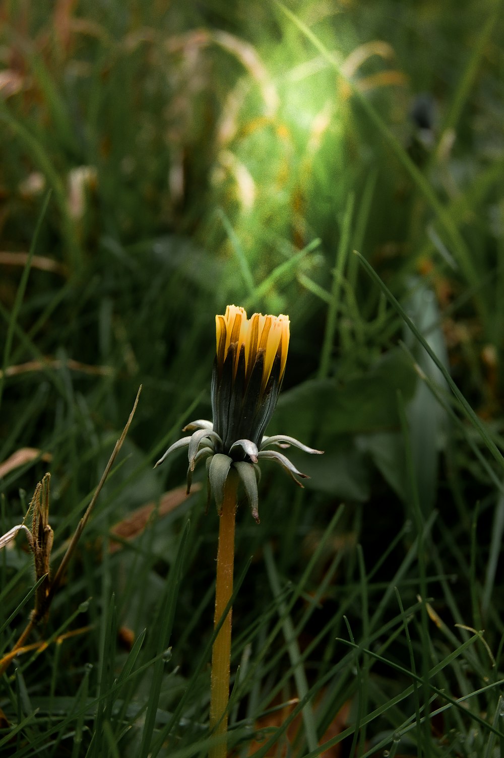 a yellow and black flower in a grassy field