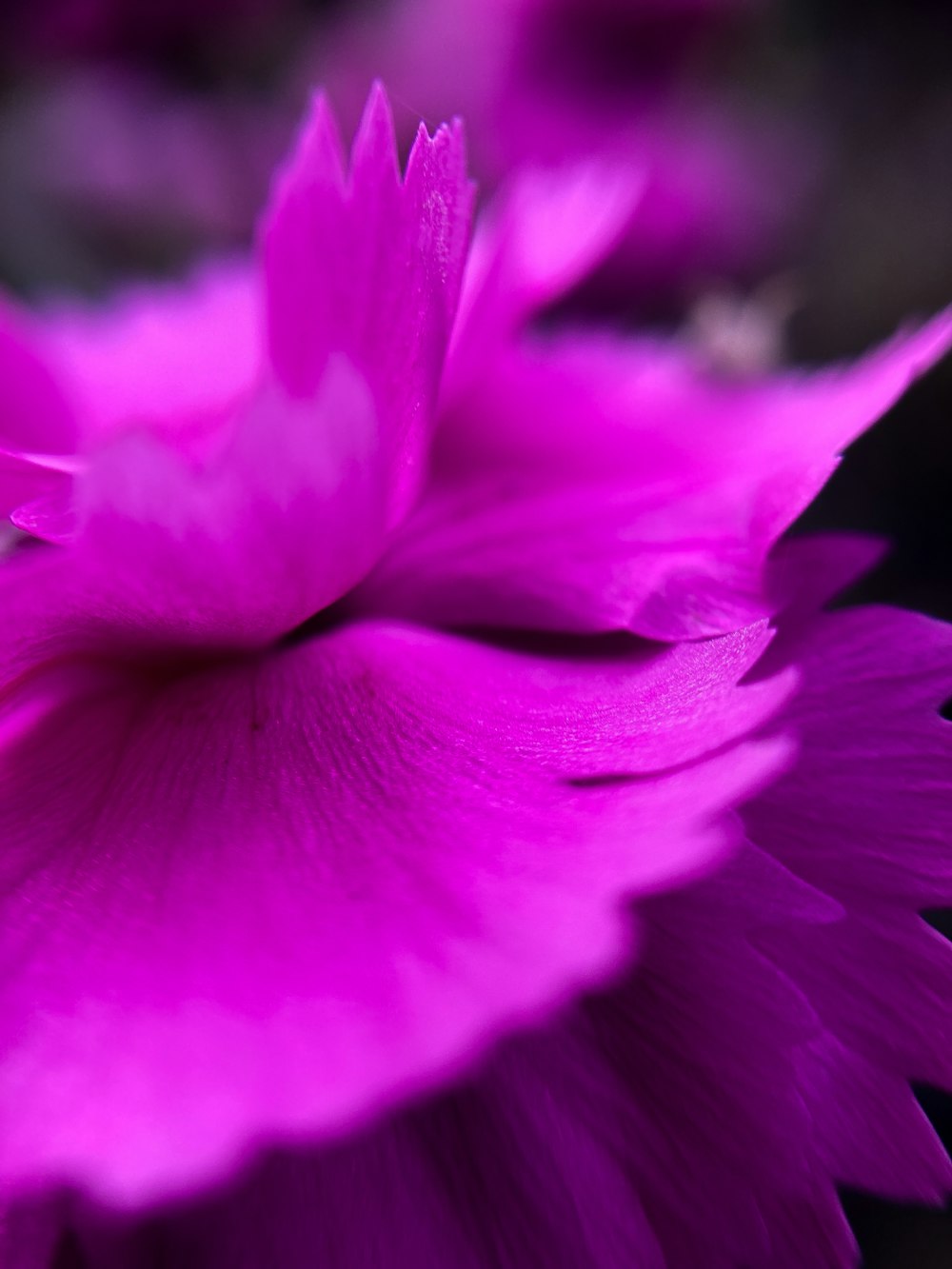 a close up of a purple flower with a black background