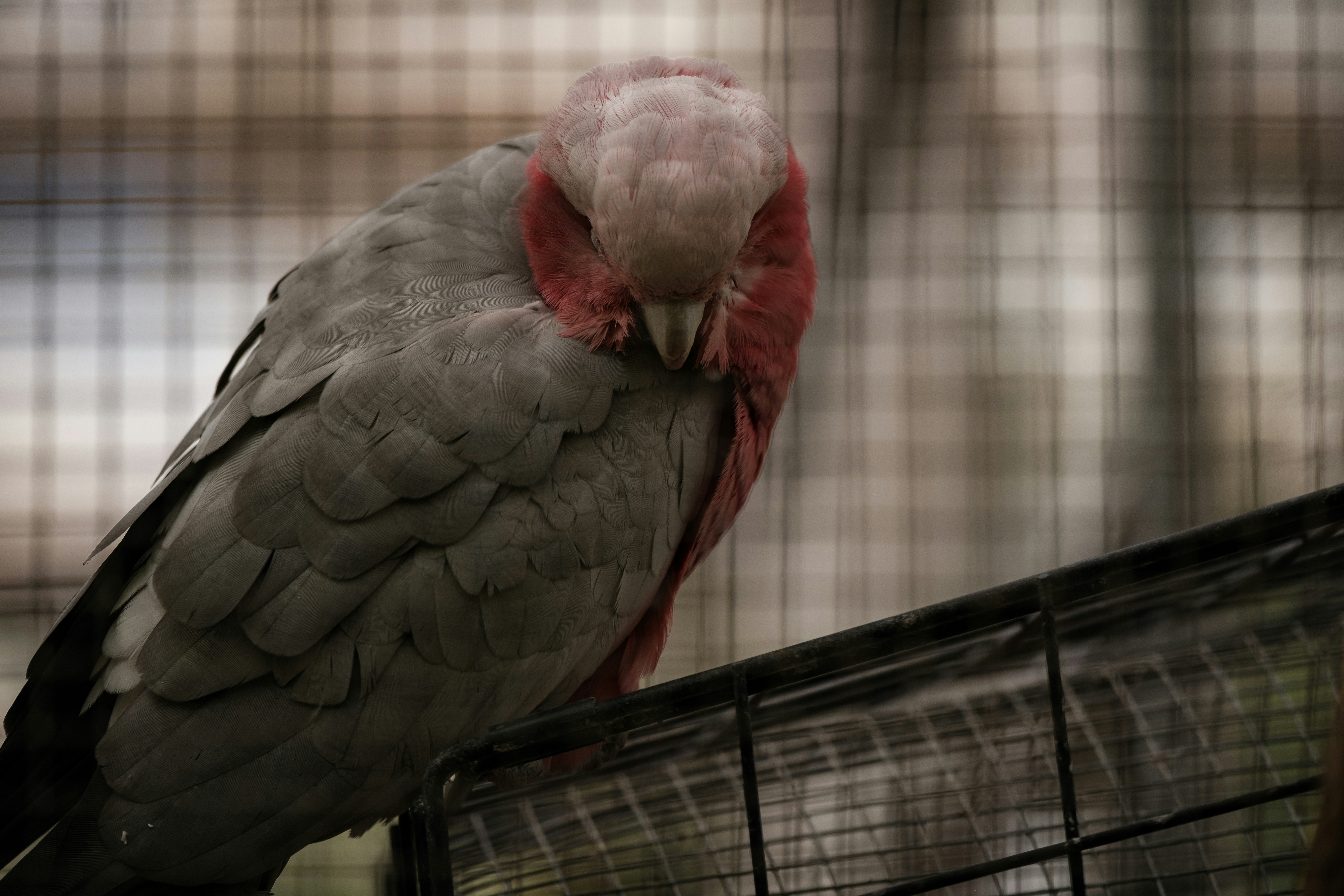 Photo by haberdoedas2