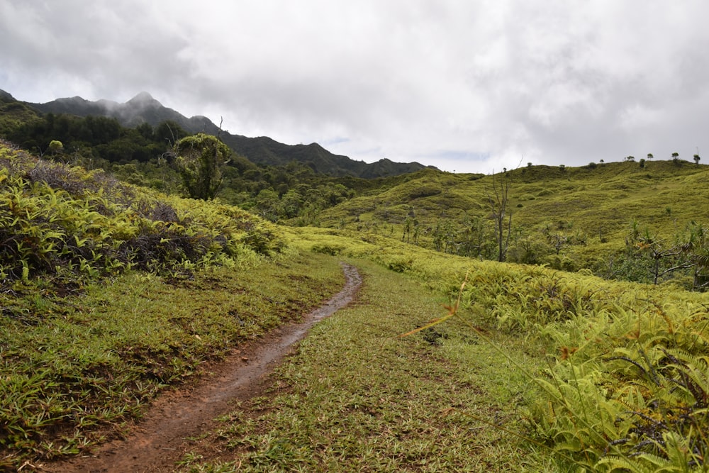 a dirt path in the middle of a lush green hillside