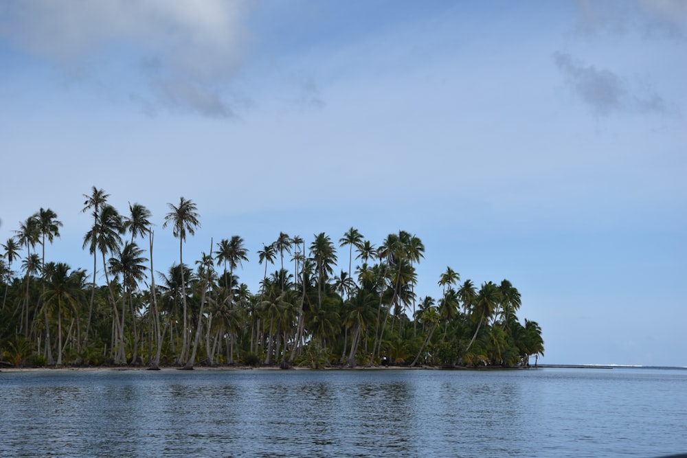 a row of palm trees on an island in the ocean