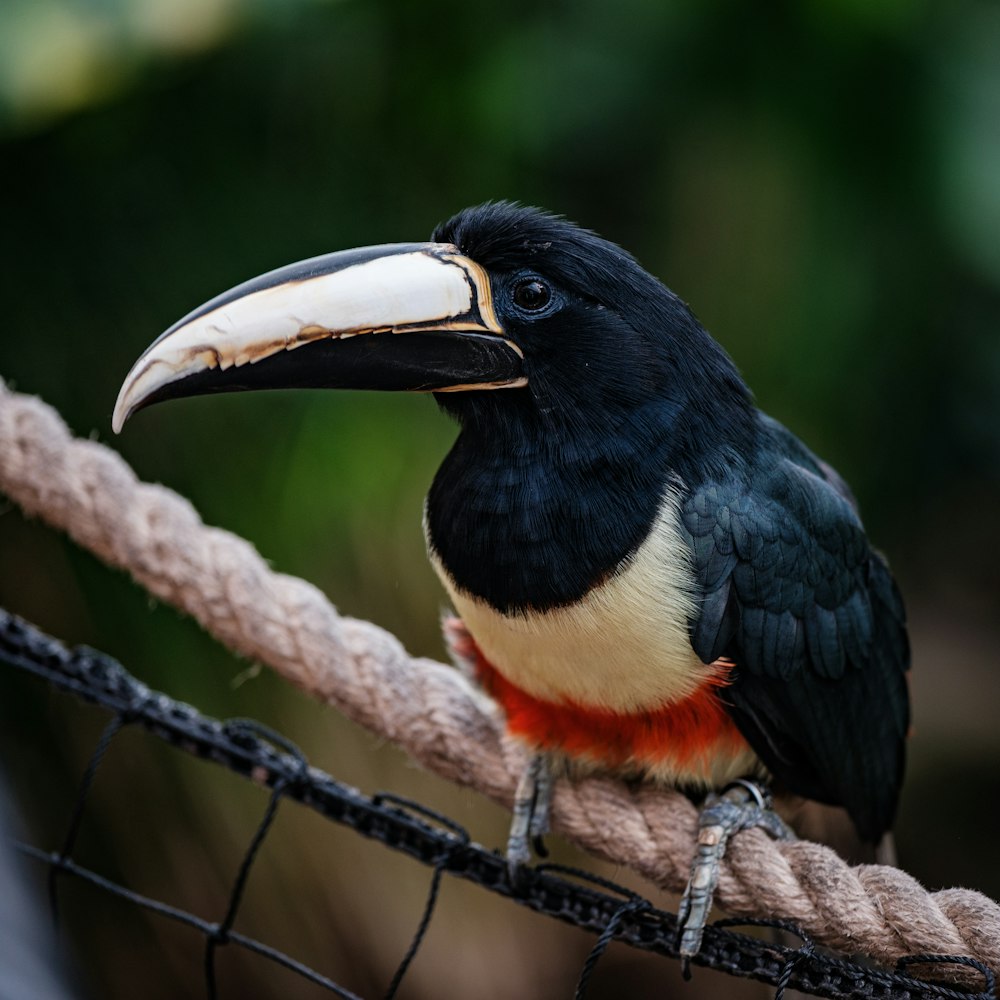 a black and white bird sitting on a rope